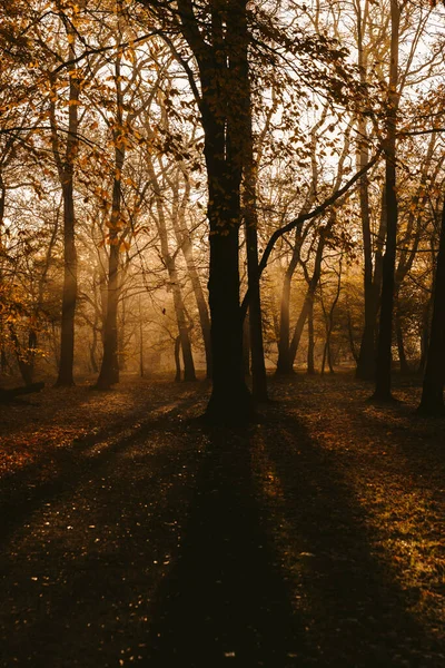 公園や霧の中での日の出冬の始まり — ストック写真
