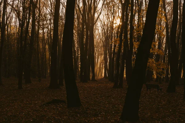 Amanecer Parque Niebla Comienzo Del Invierno — Foto de Stock