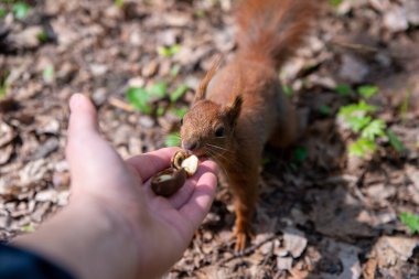 bir sincap besleme, yandan yakın