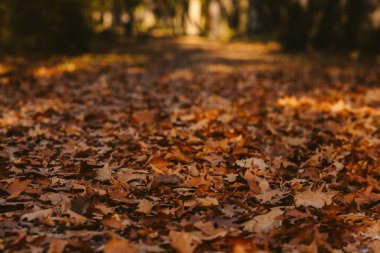 Sonbahar parkında kırmızı yaprağa yakın.