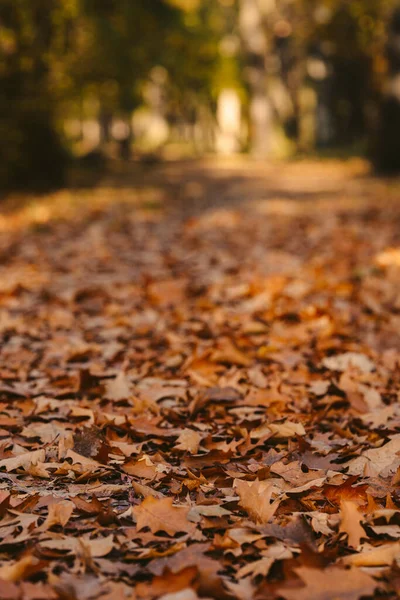 Close Red Leaf Autumn Park — Stock Photo, Image