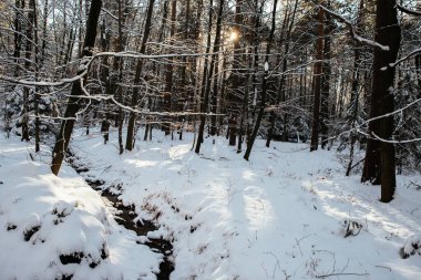 Kış teması, kardaki orman