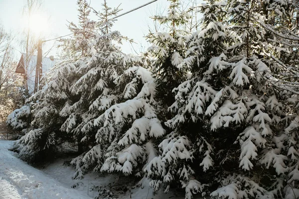 Zimní Téma Les Sněhu — Stock fotografie