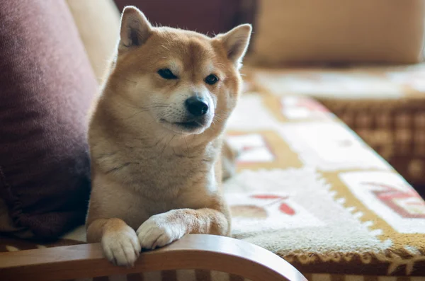 Собака на диване — стоковое фото