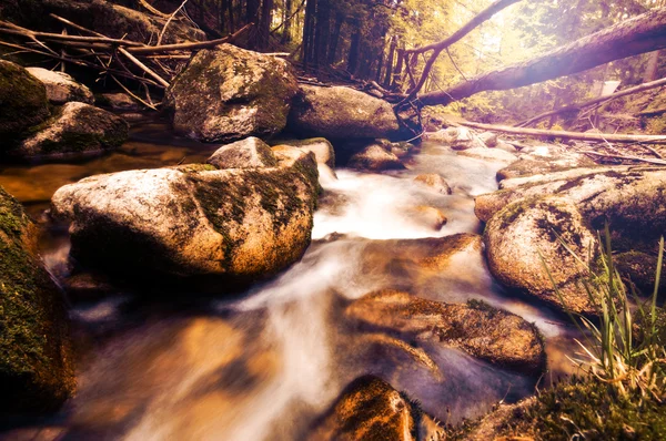 Ročník fotografické řeky v lese — Stock fotografie