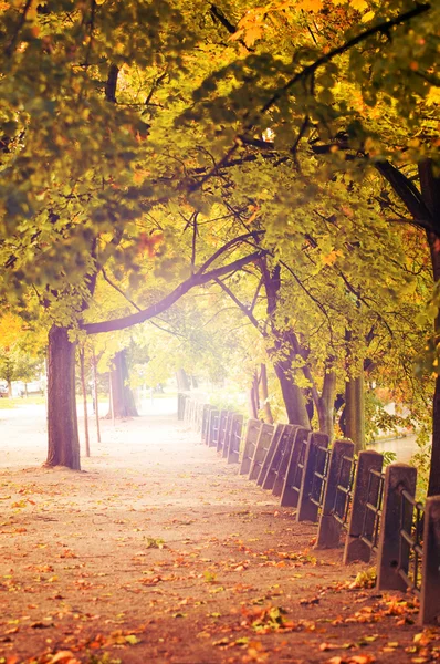 Archiwalne zdjęcie z jesień aleja drzew — Zdjęcie stockowe