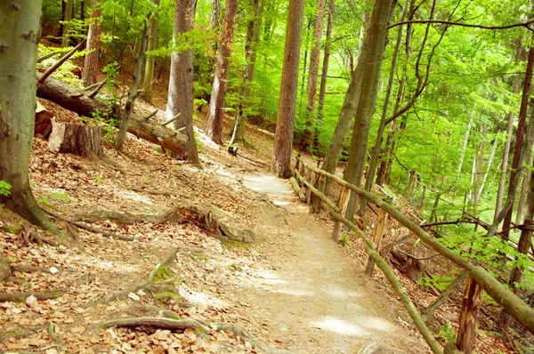 Vintage autumn forest mountain path — Stock Photo, Image