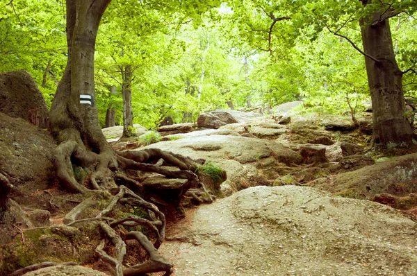 Vintage hösten skogen bergsstig — Stockfoto