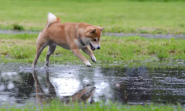 Shiba inu hond retrive een stok — Stockfoto