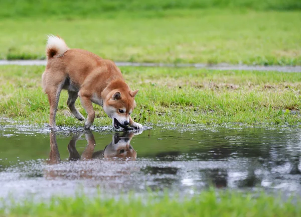 Shiba inu pies sprowadzaniu kij — Zdjęcie stockowe