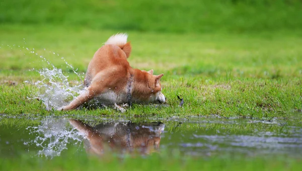 Shiba inu hund hämtat en pinne — Stockfoto