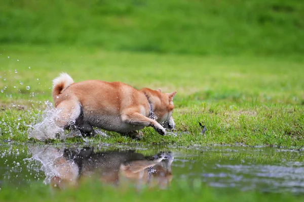 Shiba inu pies sprowadzaniu kij — Zdjęcie stockowe