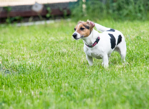 Jack russell terrier na trawie — Zdjęcie stockowe