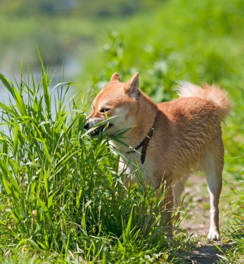 Shiba inu Dog eat grass clipart