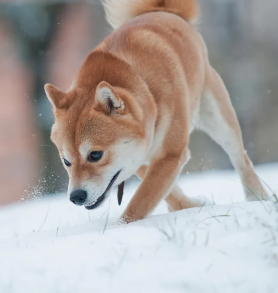 Shiba inu kutya a hó — Stock Fotó