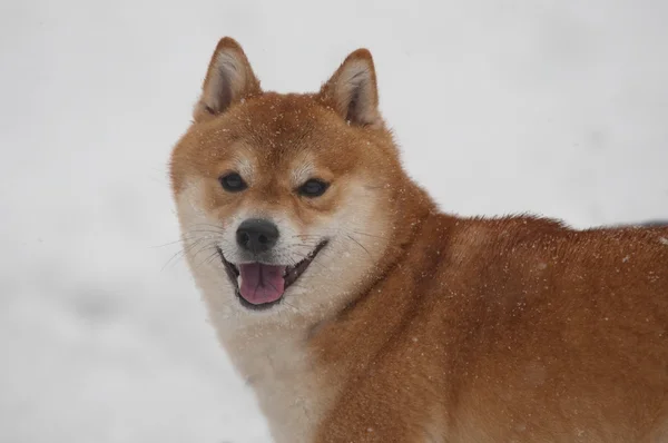 Chien shiba inu heureux sur neige — Photo