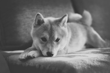Vintage siyah beyaz shiba Inu köpek kanepede
