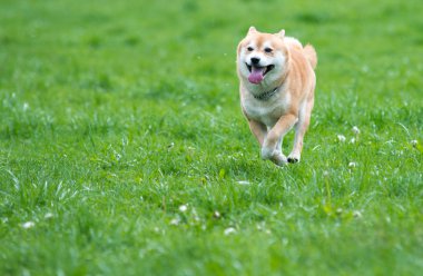 Shiba Inu köpek çimlerin üzerine