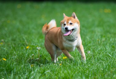 Shiba Inu köpek çimlerin üzerine