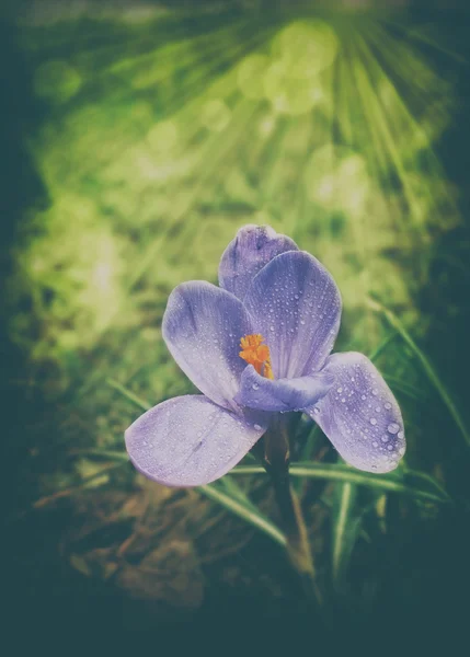 Vintage foto van crocus bloemen — Stockfoto