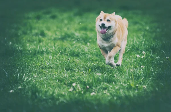 Vintage foto av shiba inu hund på gräs — Stockfoto