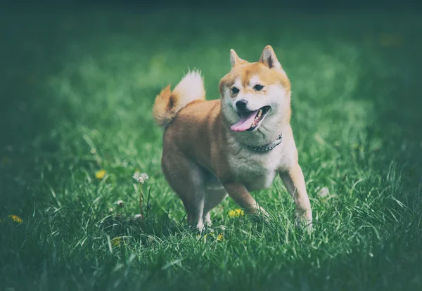 Vintage foto av shiba inu hund på gräs — Stockfoto