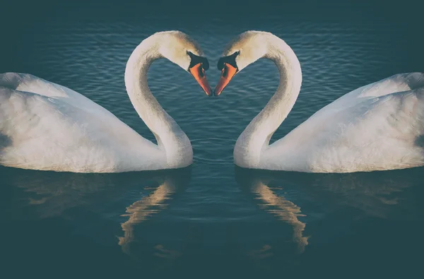 Vintage phoyo of romantic two swans, symbol of love — Stock Photo, Image
