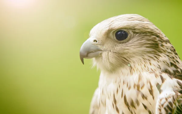 Hawk on green background — Stock Photo, Image