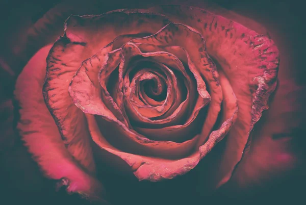 Zblízka obraz krásné červené růže — Stock fotografie