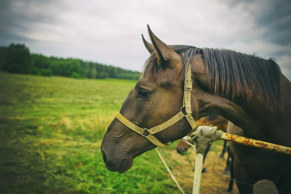 Portréja egy ló, barna ló — Stock Fotó
