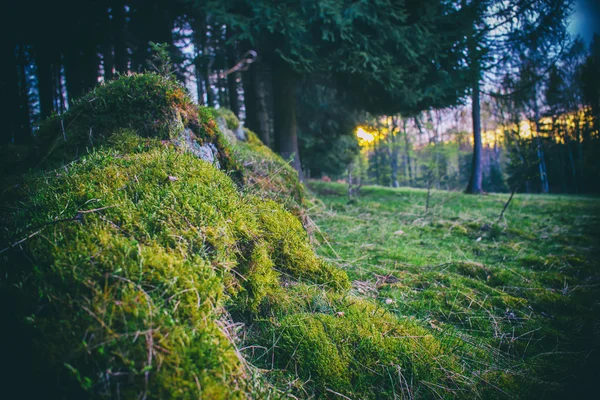 Sous-bois mousseux dans la forêt de montagne. procédé croisé filtré — Photo