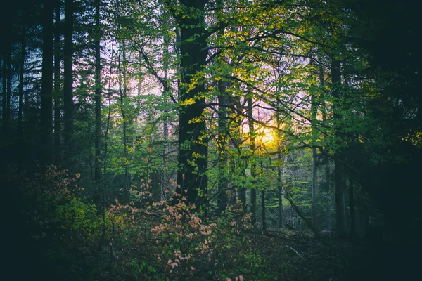 Coucher de soleil derrière l'arbre dans la forêt, processus croisé filtré — Photo