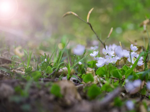 Pequena flor branca selvagem na floresta — Fotografia de Stock