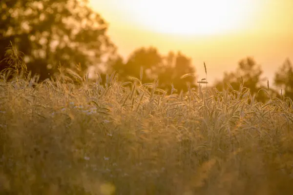 Champ de blé au coucher du soleil — Photo