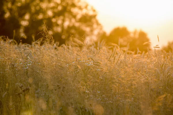 Champ de blé au coucher du soleil — Photo