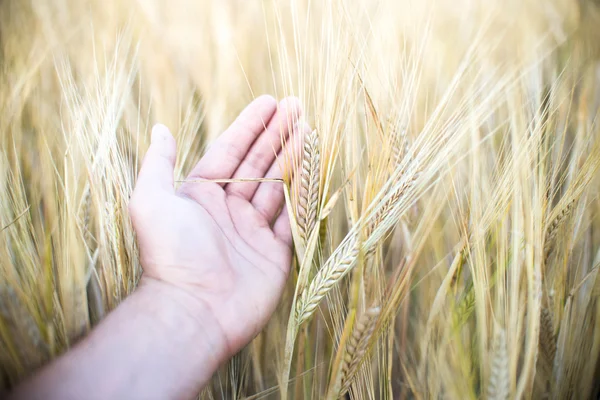 Uši pšenice v ruce — Stock fotografie