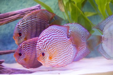 Symphysodon discus spieces tropikal balık üzerinde kapat