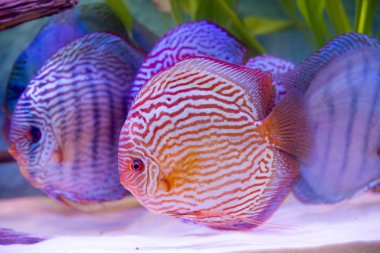 Symphysodon discus spieces tropikal balık üzerinde kapat