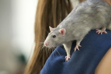 insan omuz gri sıçan