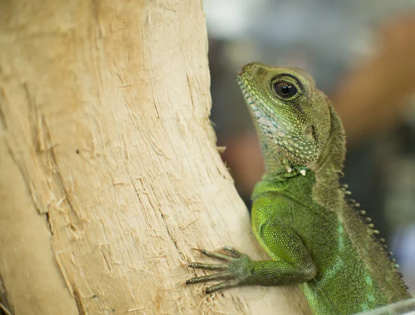 Portrait of a gecko — Stock Photo, Image