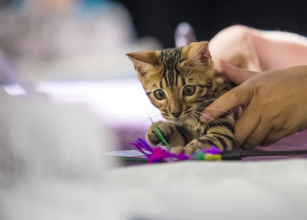 Pisoi rasa Bengal pisica cu jucărie — Fotografie, imagine de stoc