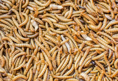  Kırmızı gübre solucanlar portre