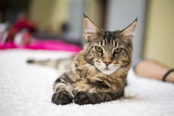 Brown Tabby Maine Coon på säng — Stockfoto