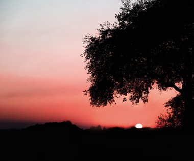 Romantik Kırmızı günbatımı ağaç