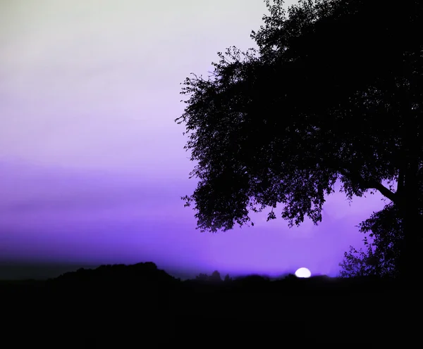 Romantic blue sunset with tree — Stock Photo, Image