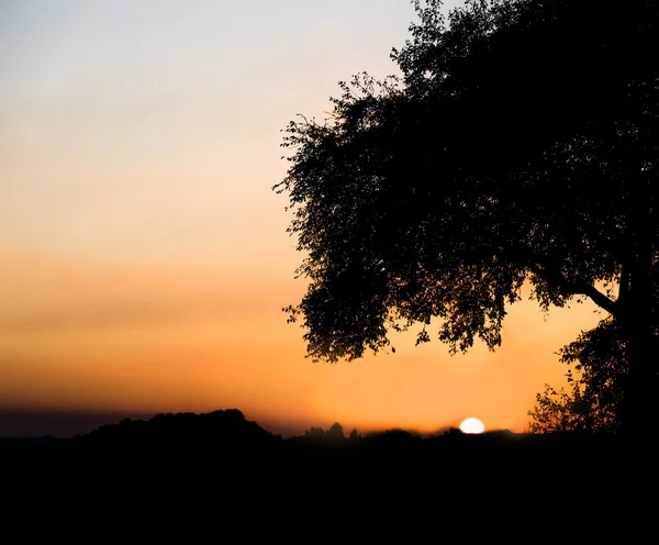 Romantic yellow sunset with tree — Stock Photo, Image