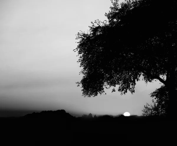 Coucher de soleil sombre avec arbre, espace de copie — Photo
