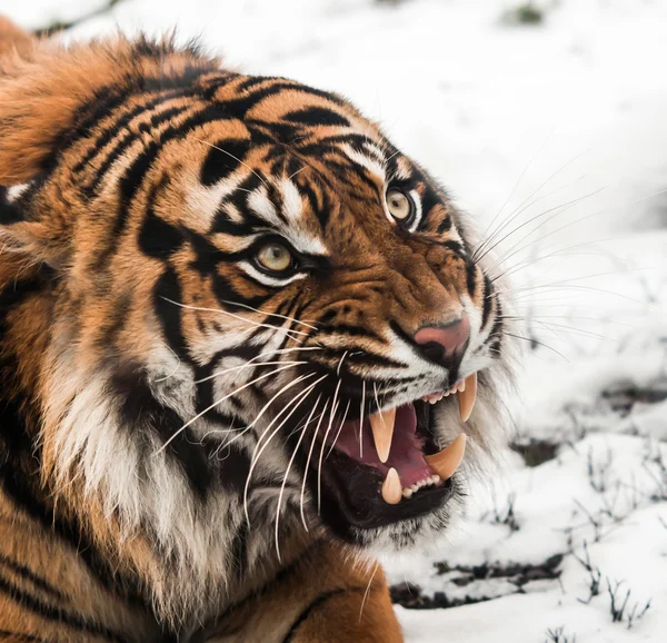 Tigre siberiano en la nieve —  Fotos de Stock