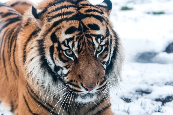 Сибирский тигр на снегу — стоковое фото