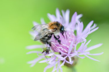  makro çekim polen toplama bir yaban arısı